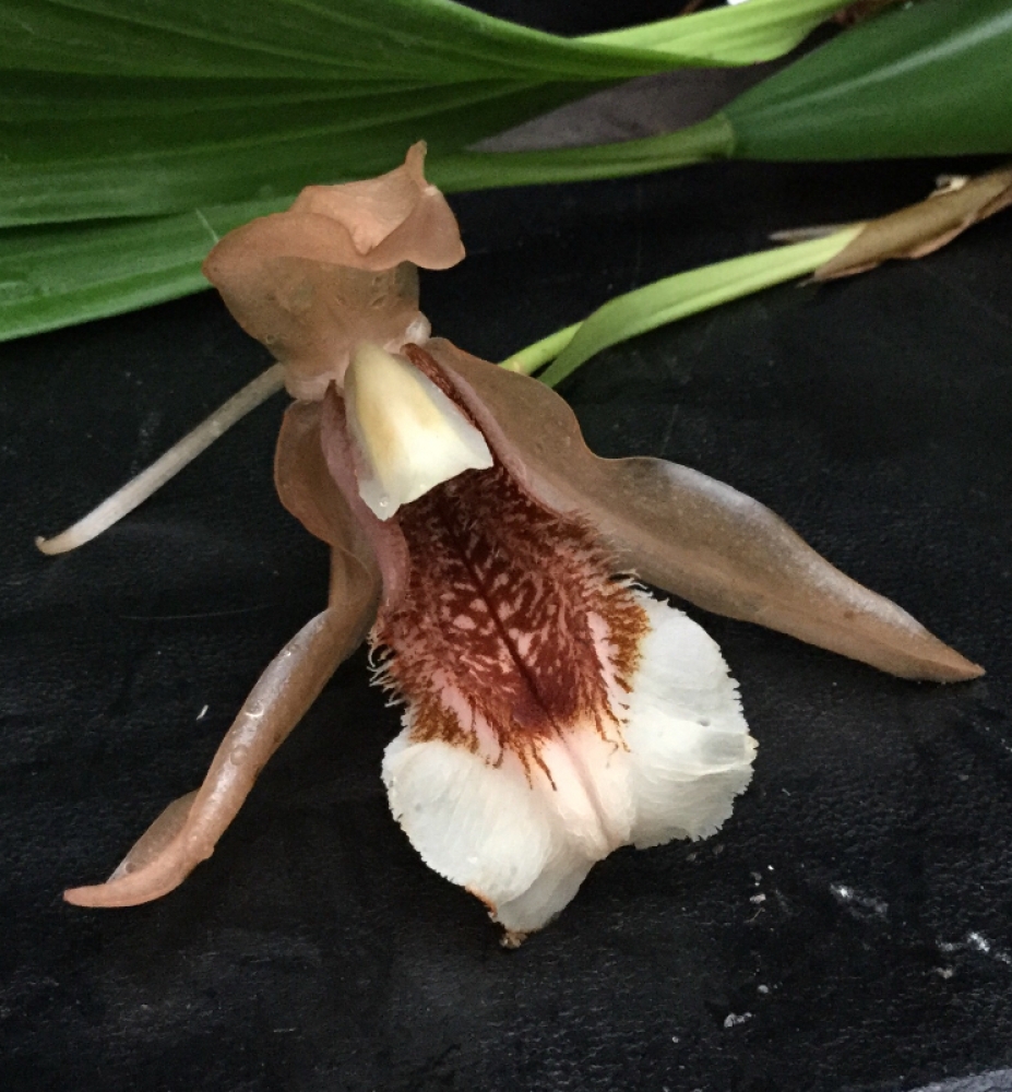 Coelogyne speciosa var. salmonicolor