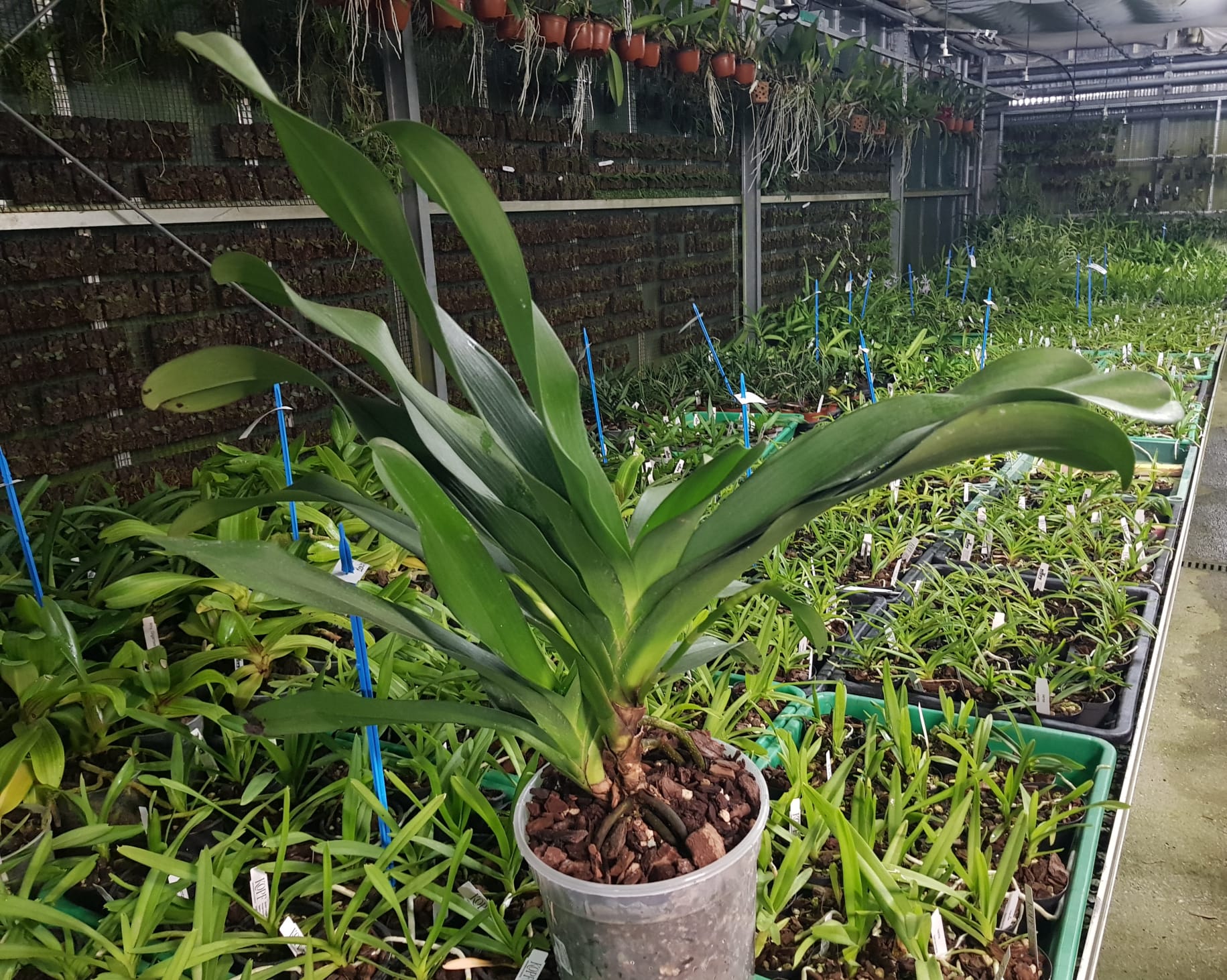 Angraecum Veitchii (eburneum x sesquipedale)