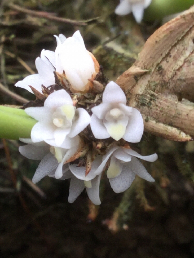 Ceratostylis heterophylla