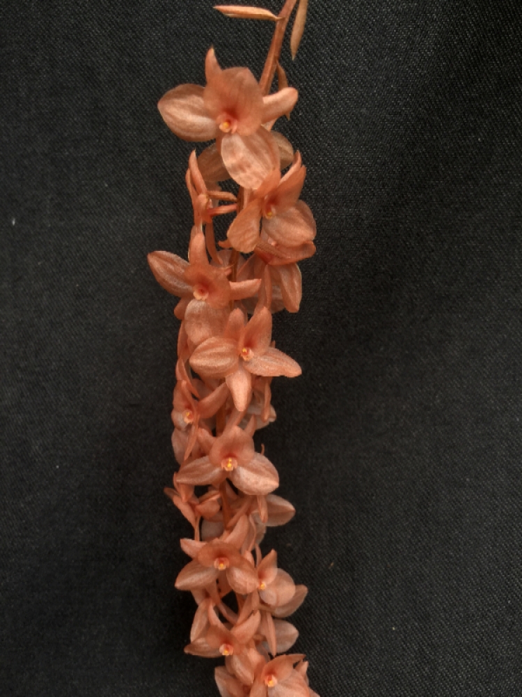 Dendrochilum (Coelogyne) hampelii