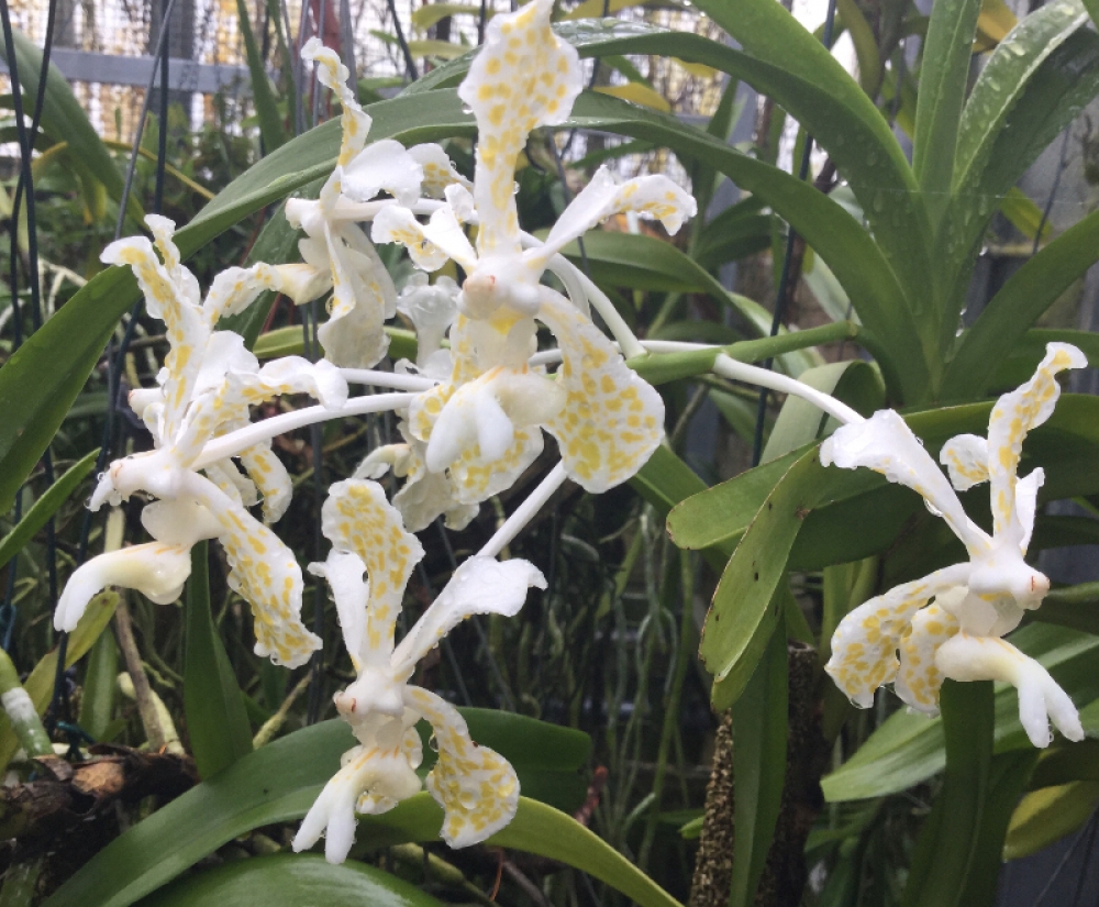 Vanda tricolor suavis alba