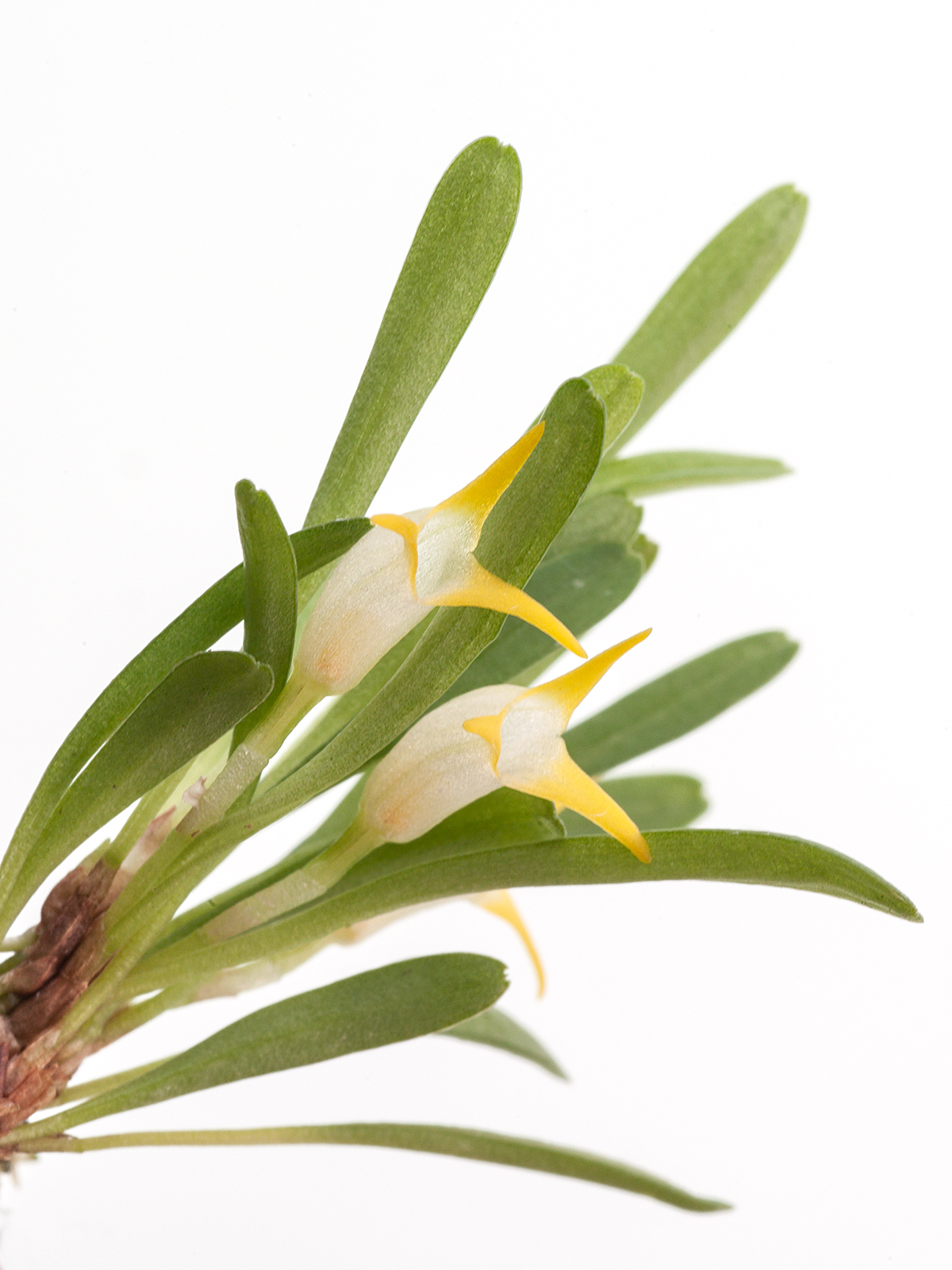 Masdevallia kyphonantha