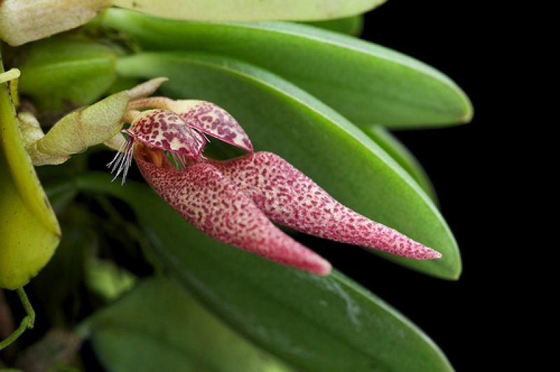 Bulbophyllum mirum