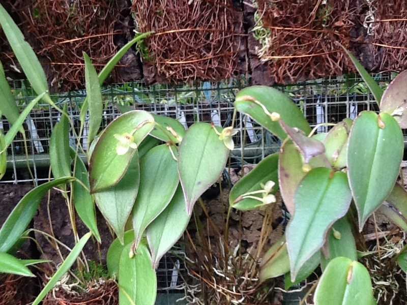 Pleurothallis epiglottis