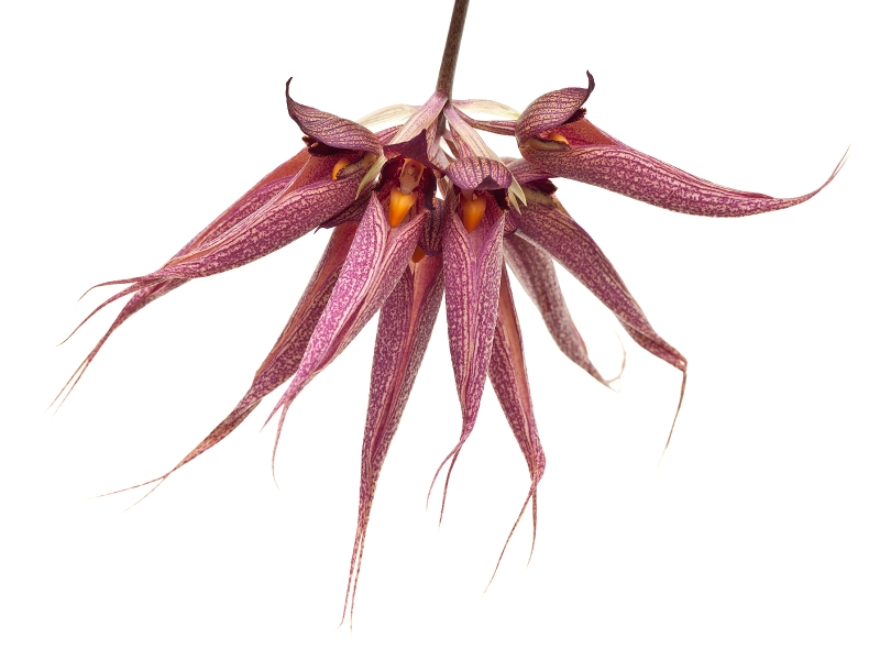 Bulbophyllum Magnifico (phalaenopsis x L.Sander)