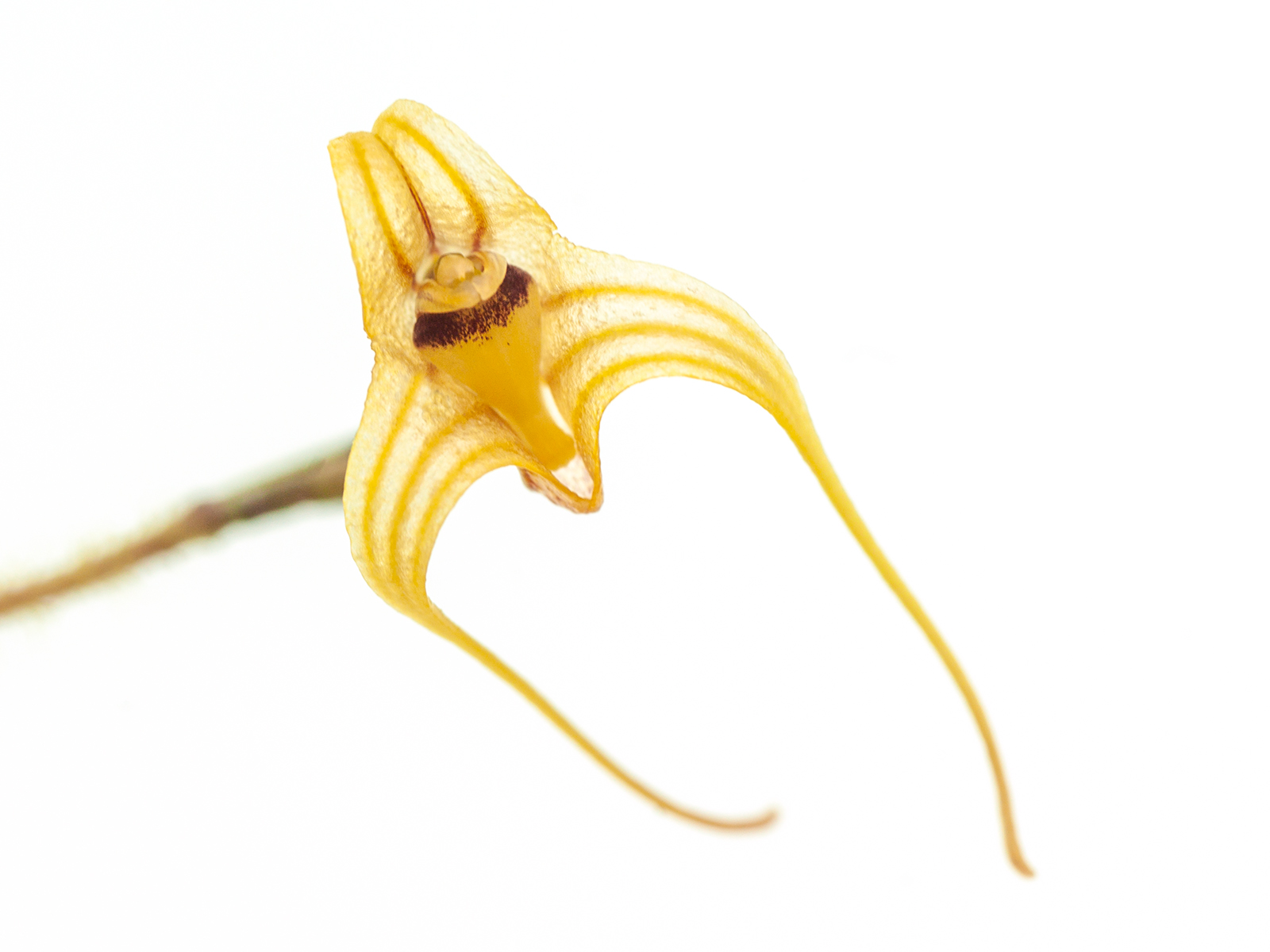Porroglossum echidna