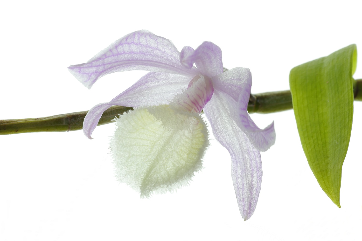 Dendrobium  pierardii x loddigesii (aufgebunden)