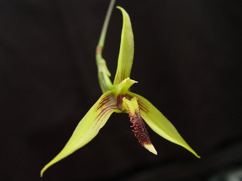 Bulbophyllum longiscapum