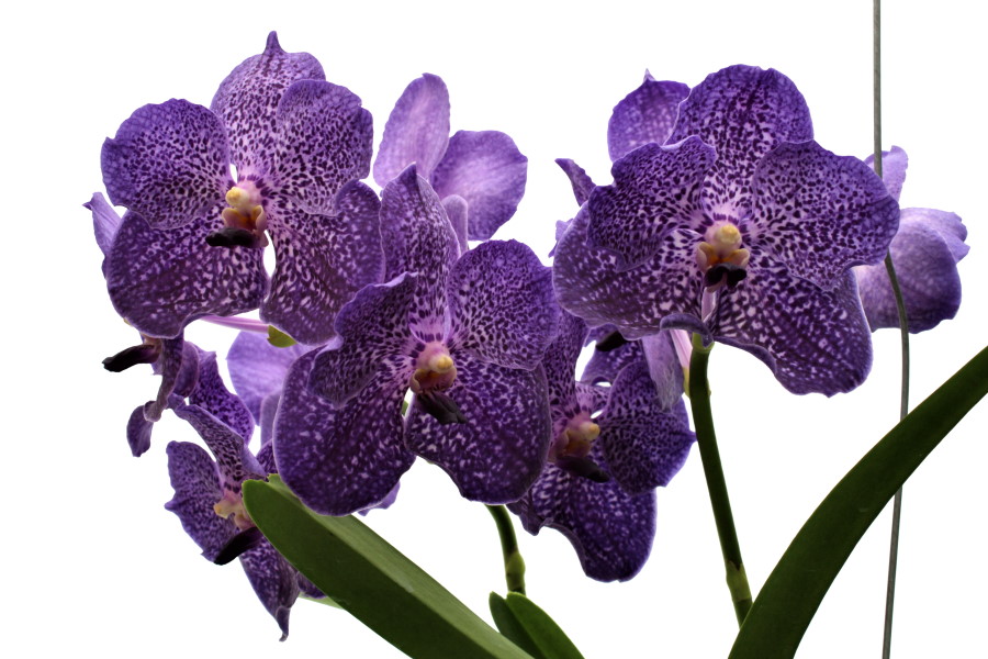 Vanda SUNANDA® Blueberry Smoothie