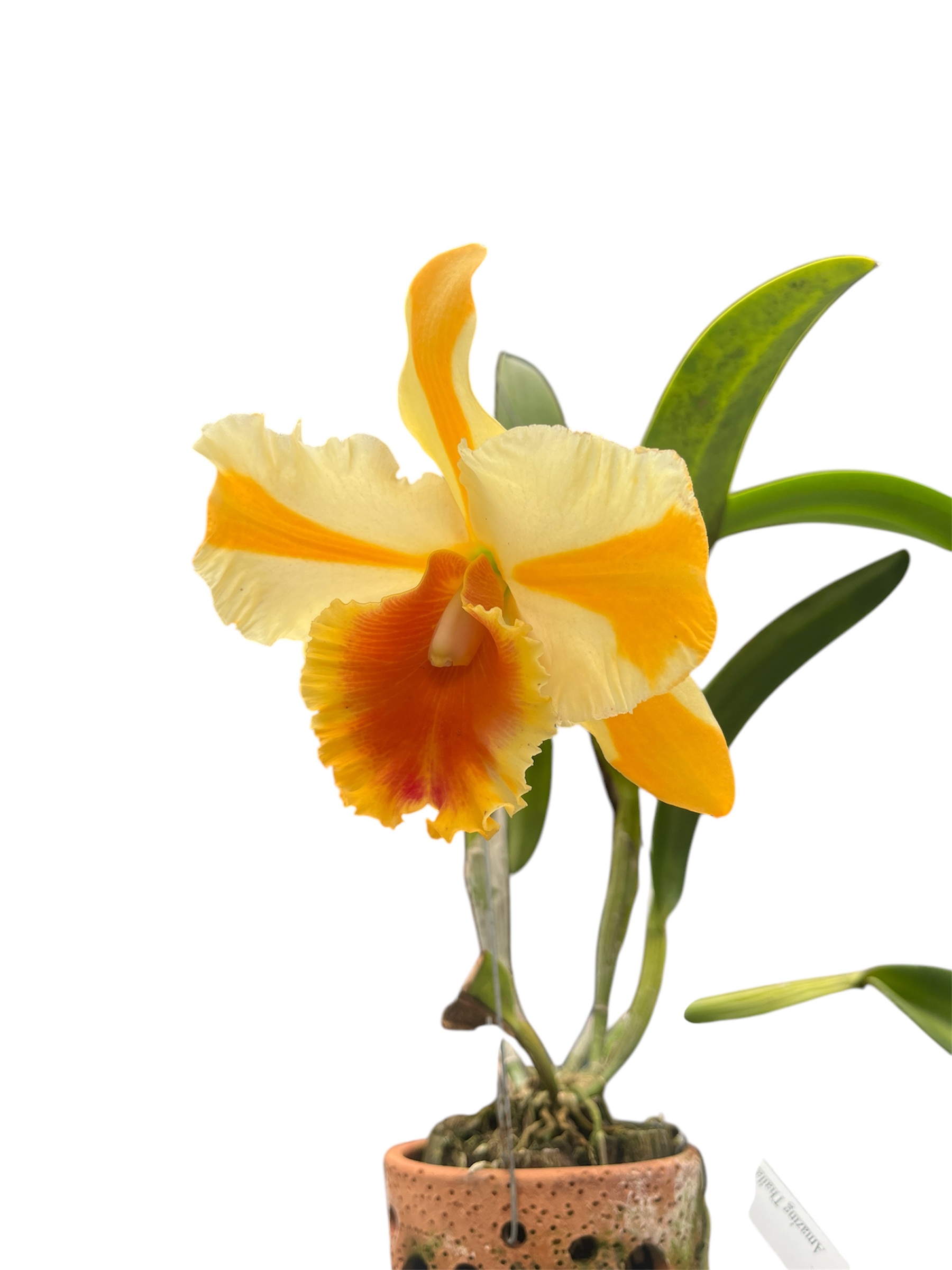 Cattleya Amazing Thailand