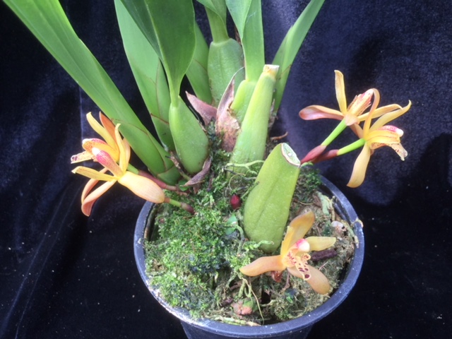 Maxillaria rufescens  duftend