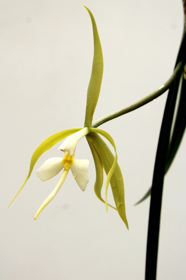 Epidendrum parkinsonianum(Ampel)