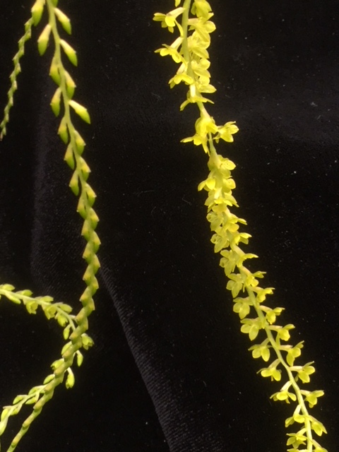 Dendrochilum formosanum