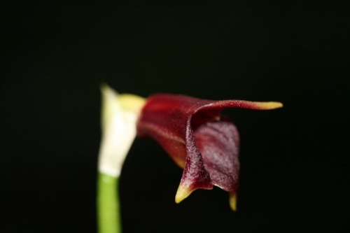 Masdevallia cuprea