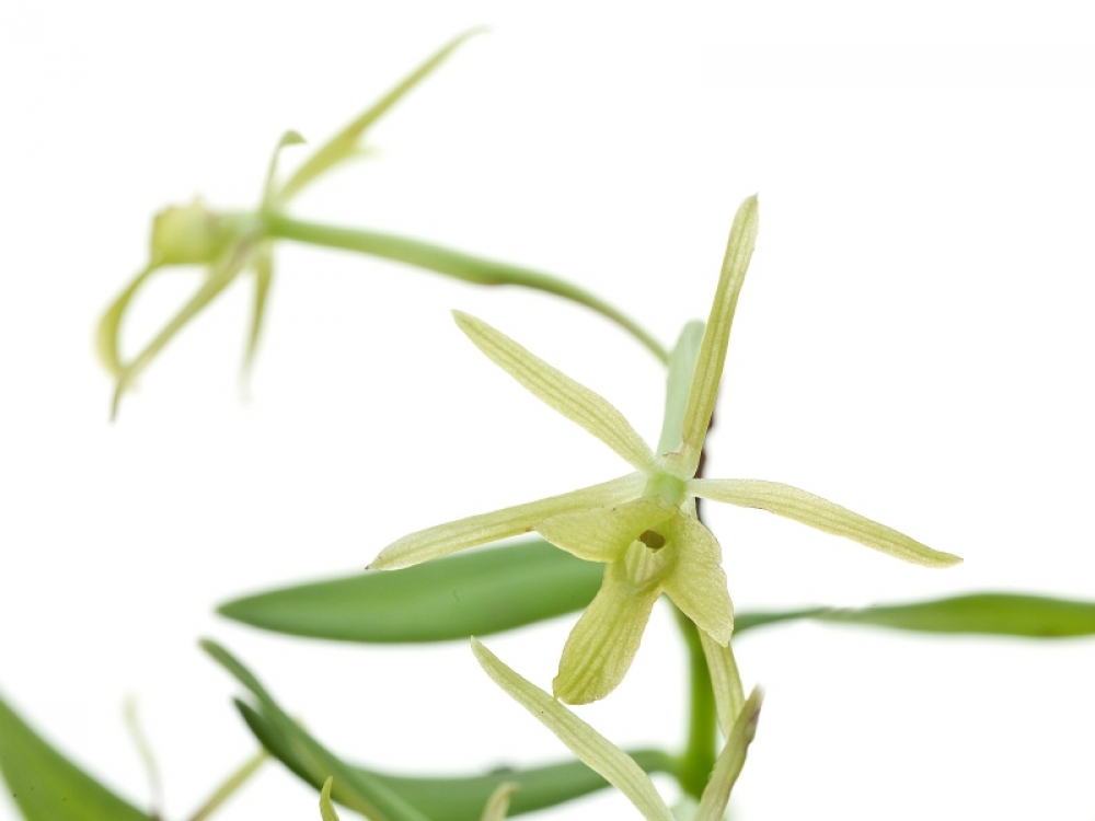 Epidendrum geminiflorum