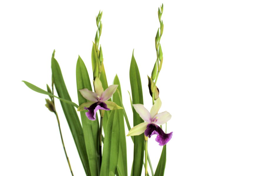 Miltonia regnellii Hybride