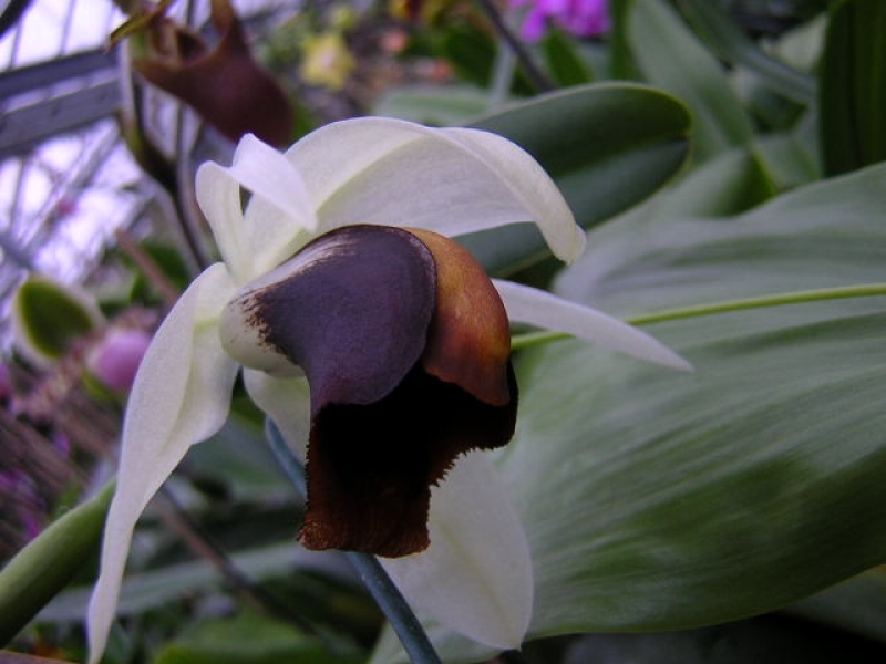 Coelogyne usitana