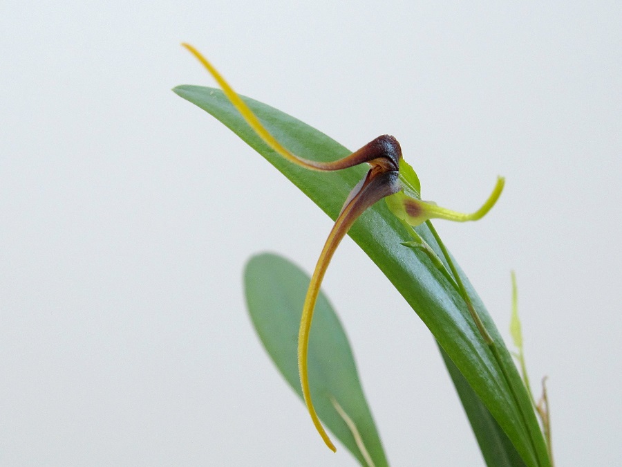 Pleurothallis kautskyi