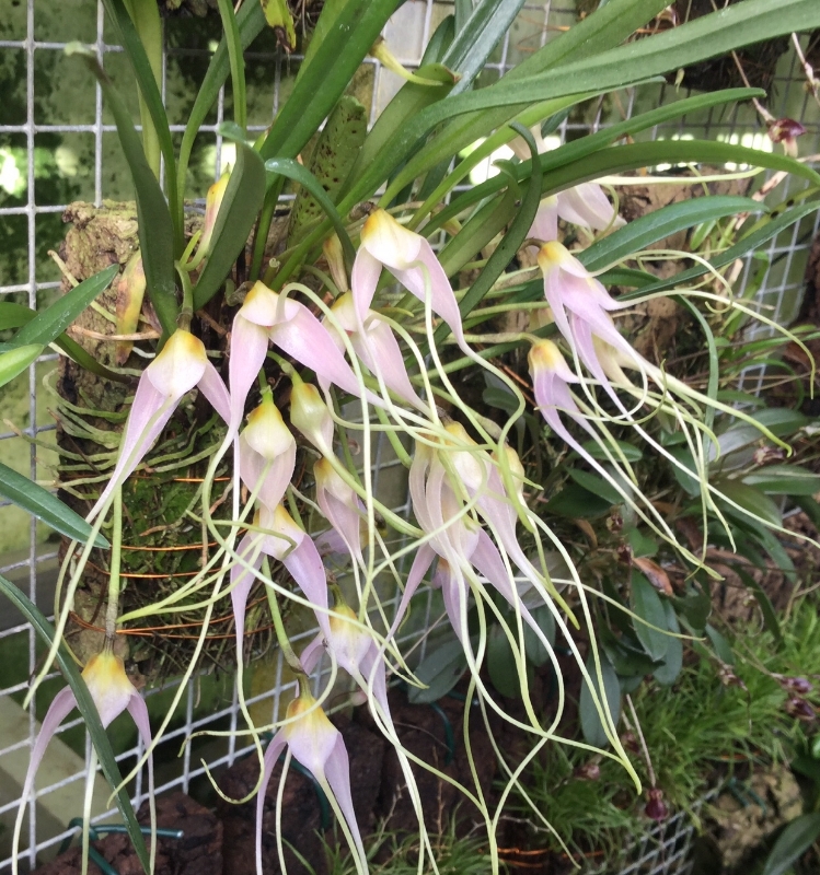 Masdevallia lilacina (mounted)