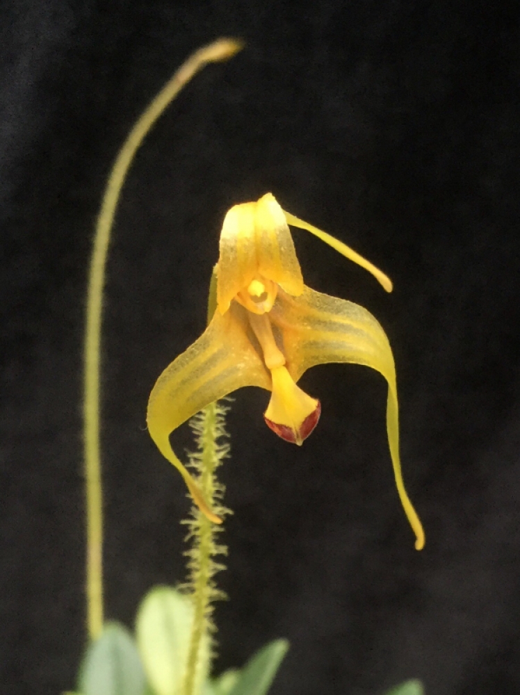 Porroglossum echidna