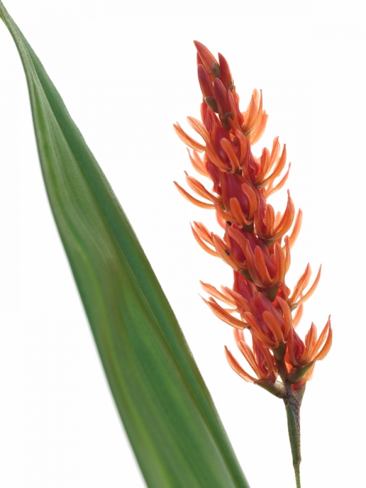 Dendrochilum coccineum