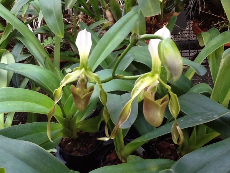 Paphiopedilum dianthum