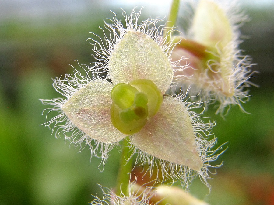 Stelis eublepharis