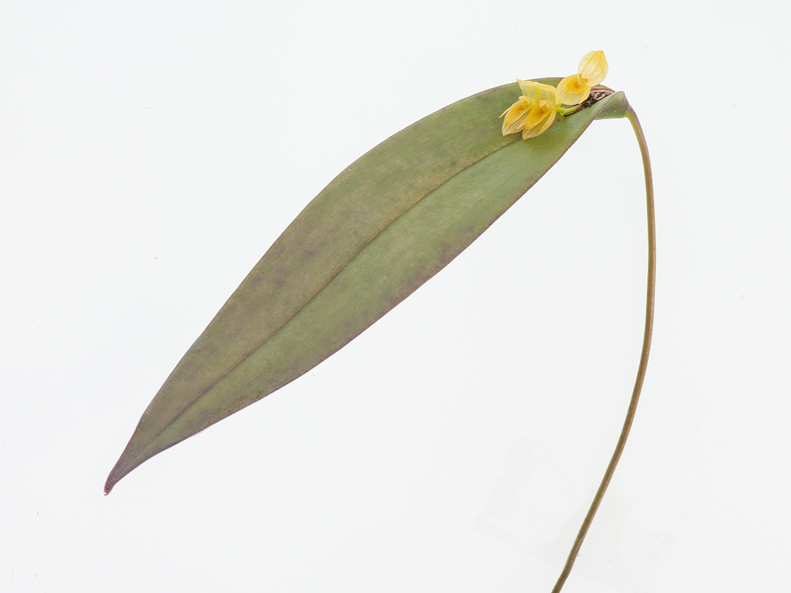 Pleurothallis isthmica