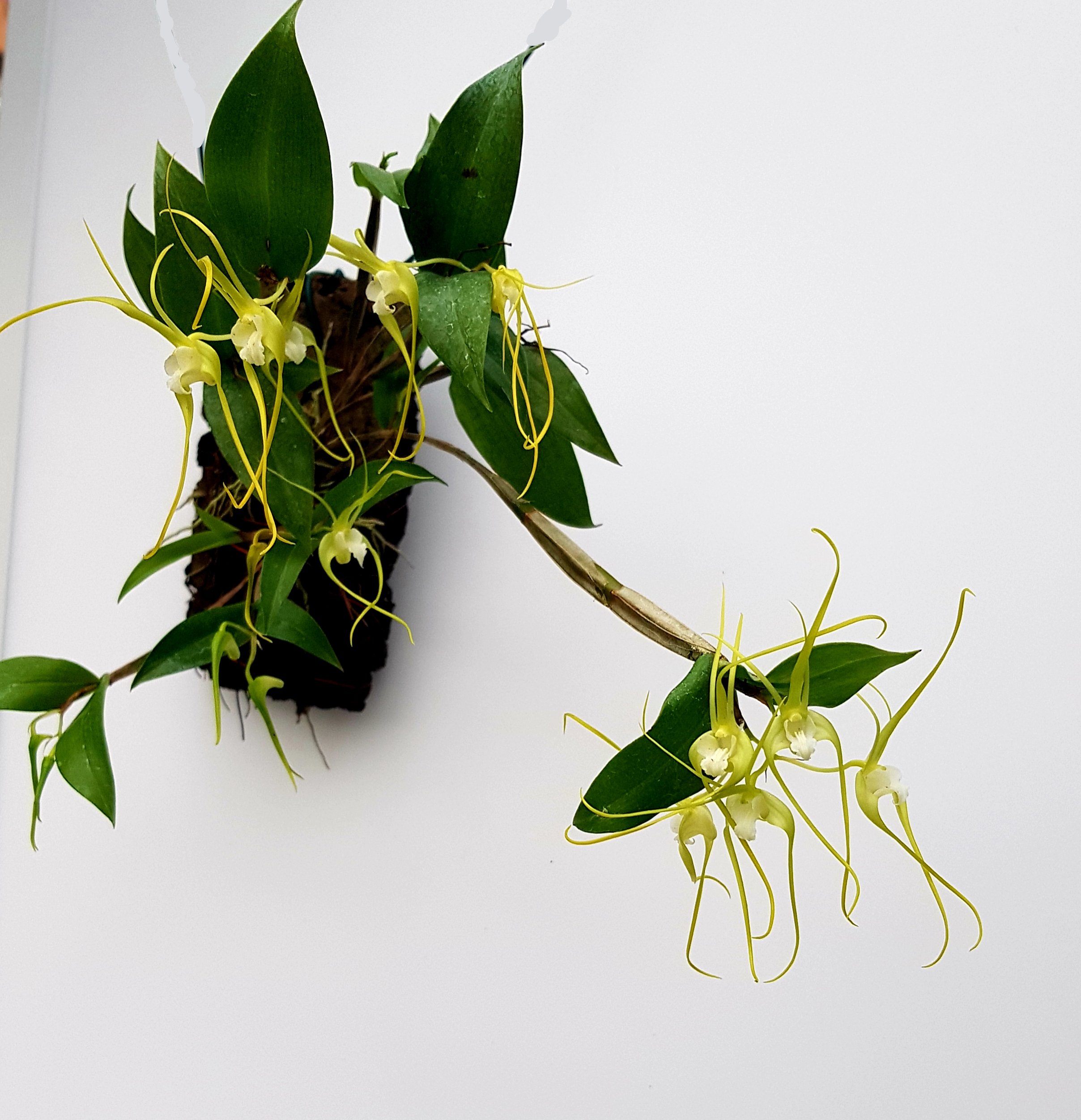 Dendrobium tetragonum forma album