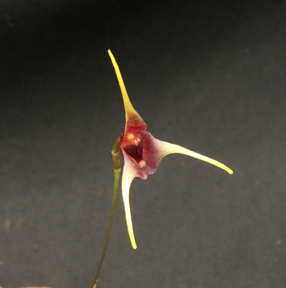 Porroglossum schramii