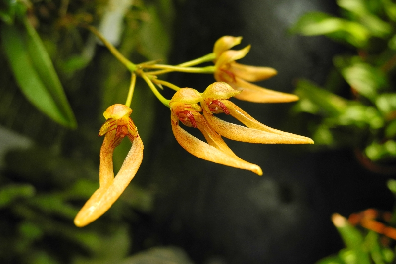 Bulbophyllum helenae (aufgebunden)