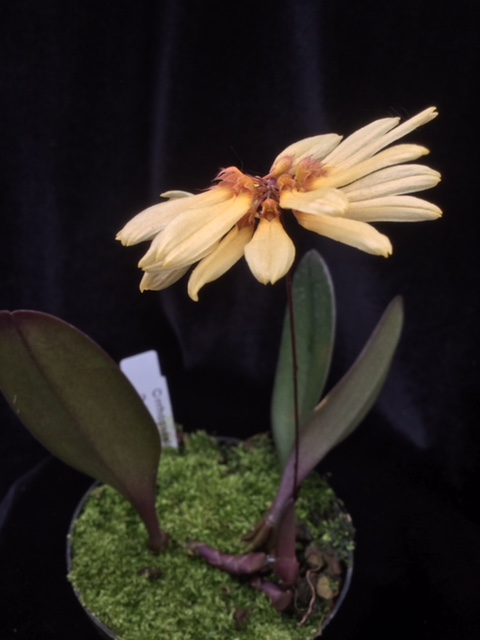 Bulbophyllum D.Chain x purpurascens