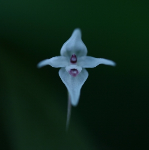 Pleurothallis eumecocaulon