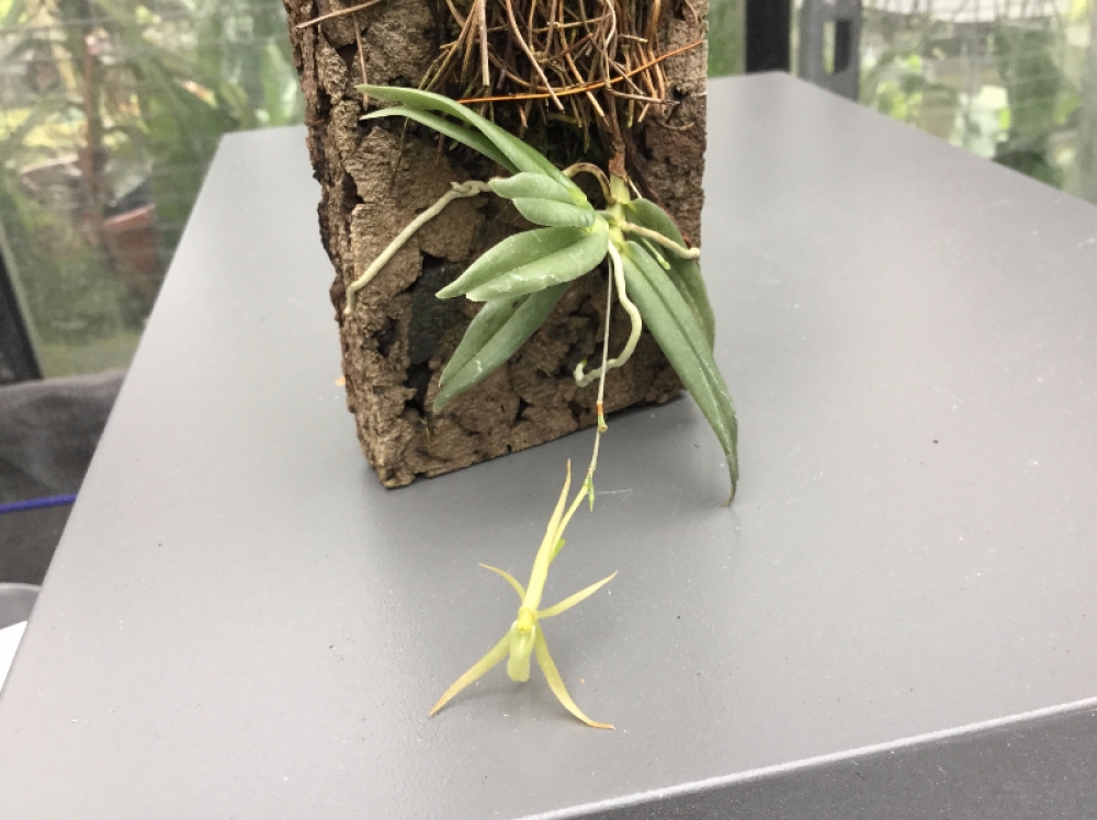Angraecum moandense