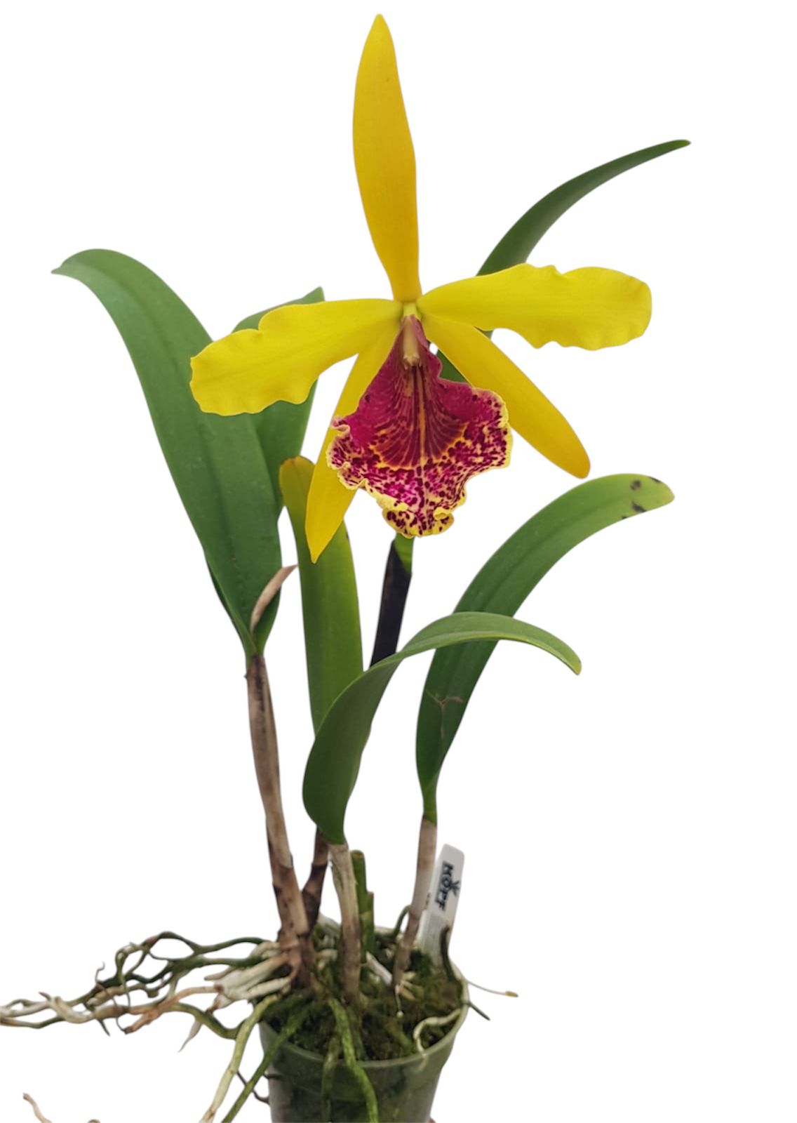 Cattleya Keowee 'Mendenhall' AM/AOS