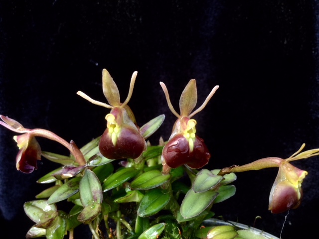 Epidendrum peperomia