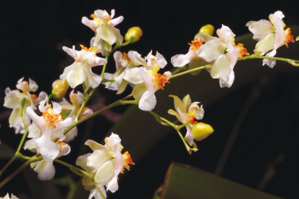 Oncidium Twinkle White Fantasy (Duftorchidee)