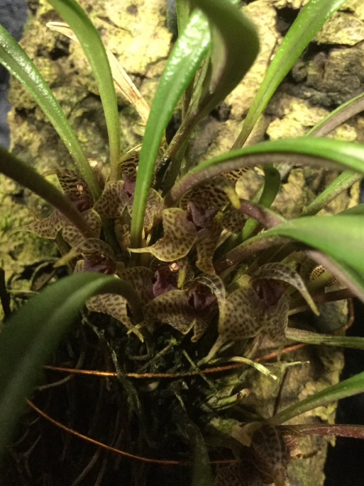Dryadella hirtzii (mounted)