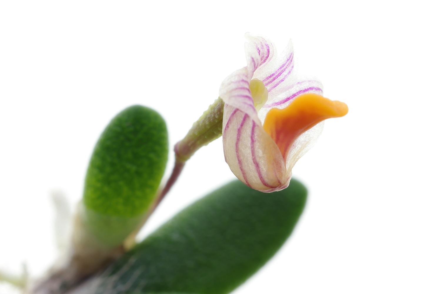 Dendrobium lichenastrum