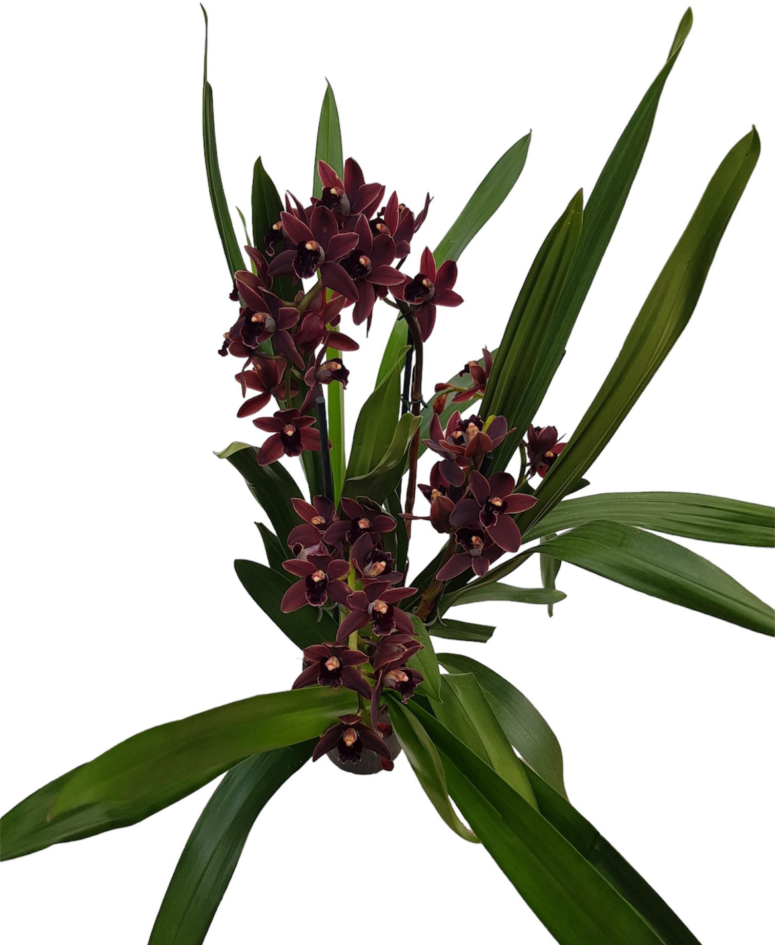 Cymbidium Kiwi Midnight