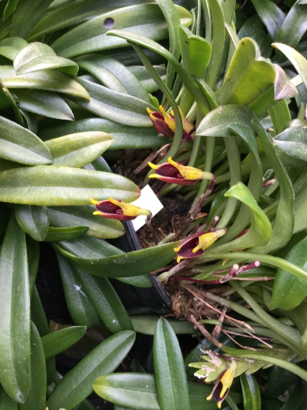 Masdevallia pyxis