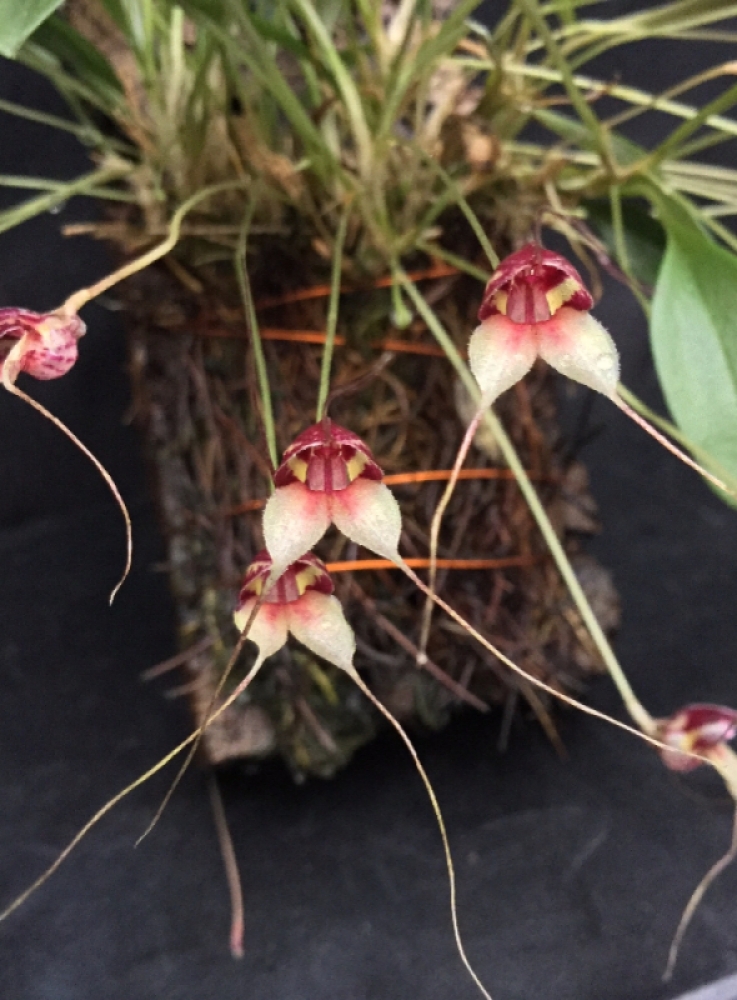 Masdevallia nidifica var. dalessandroi