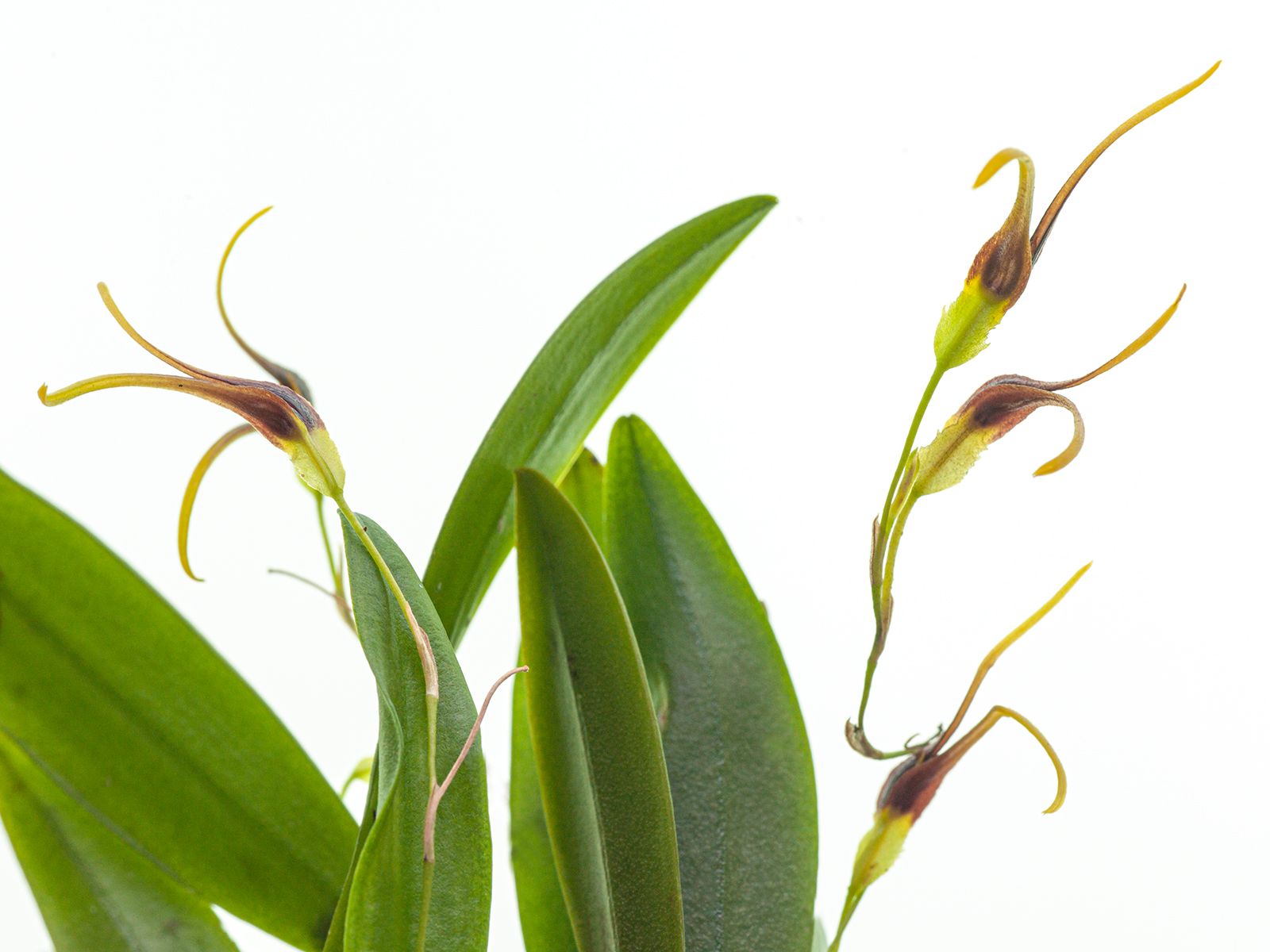 Pleurothallis kautskyi