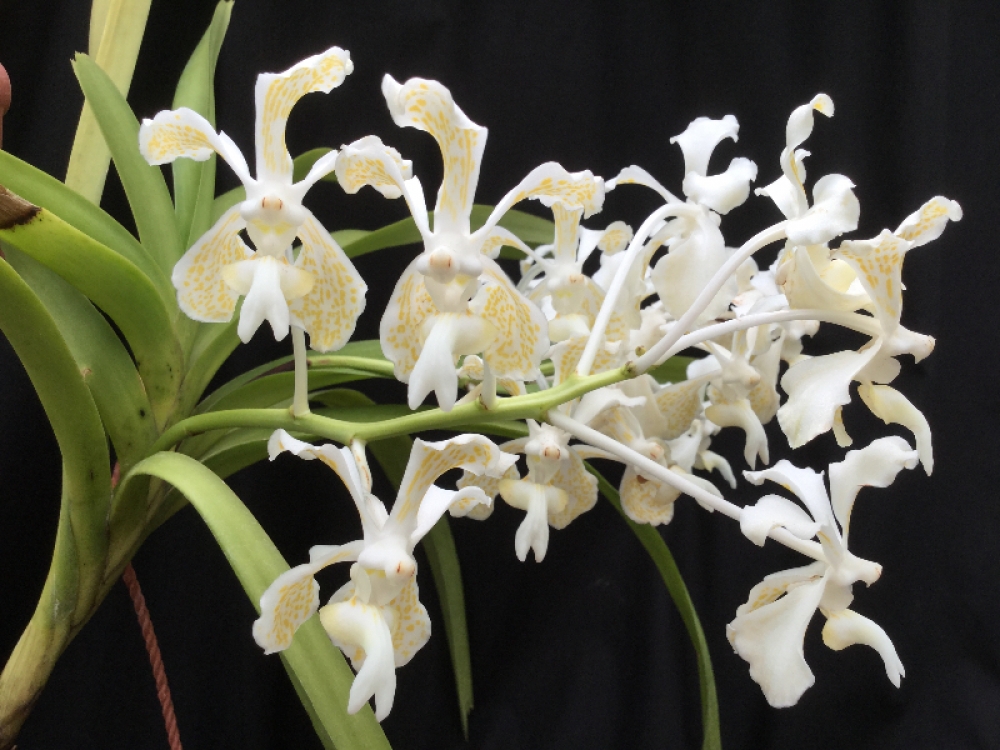 Vanda tricolor suavis alba