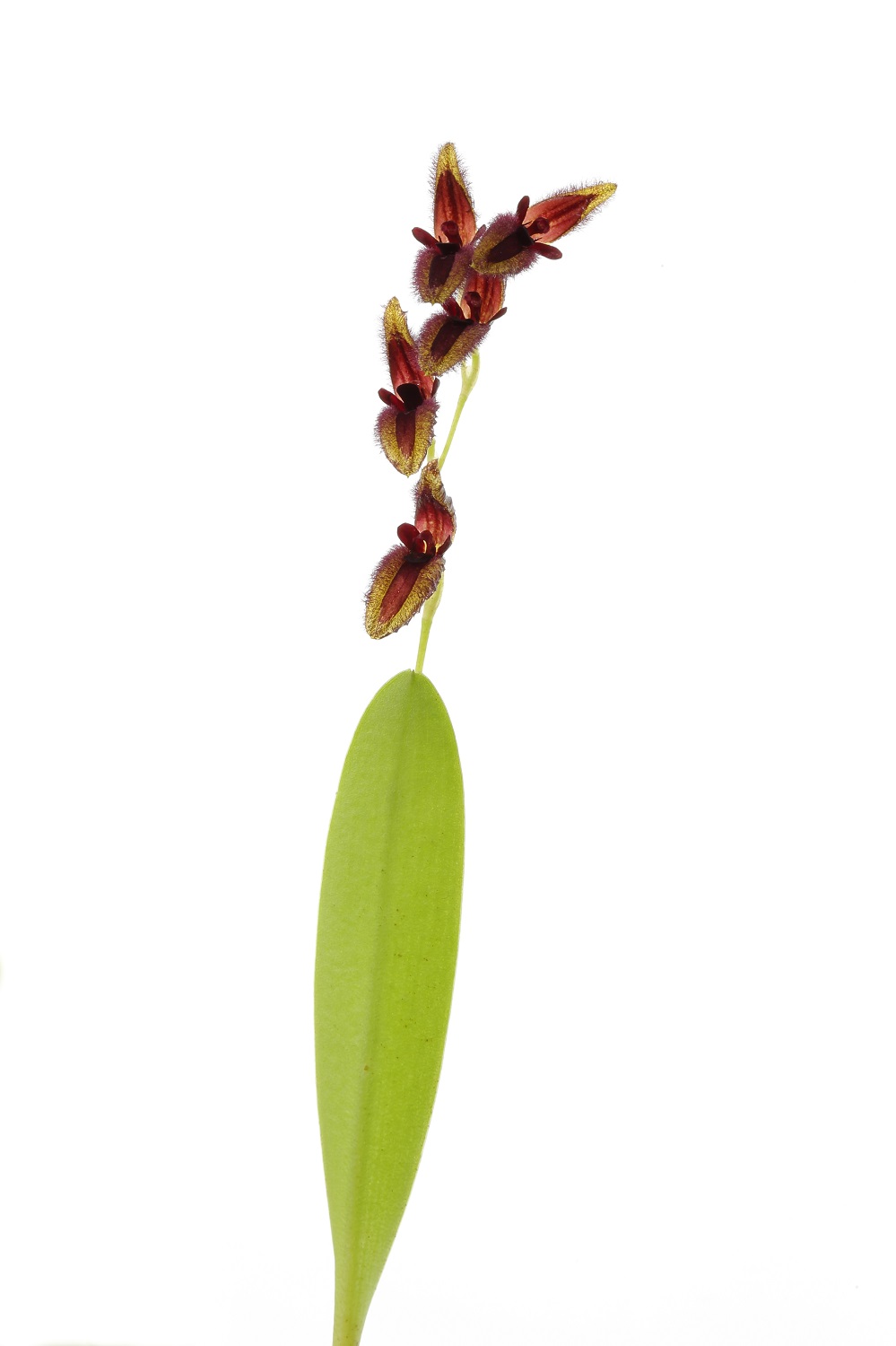 Pleurothallis segoviensis