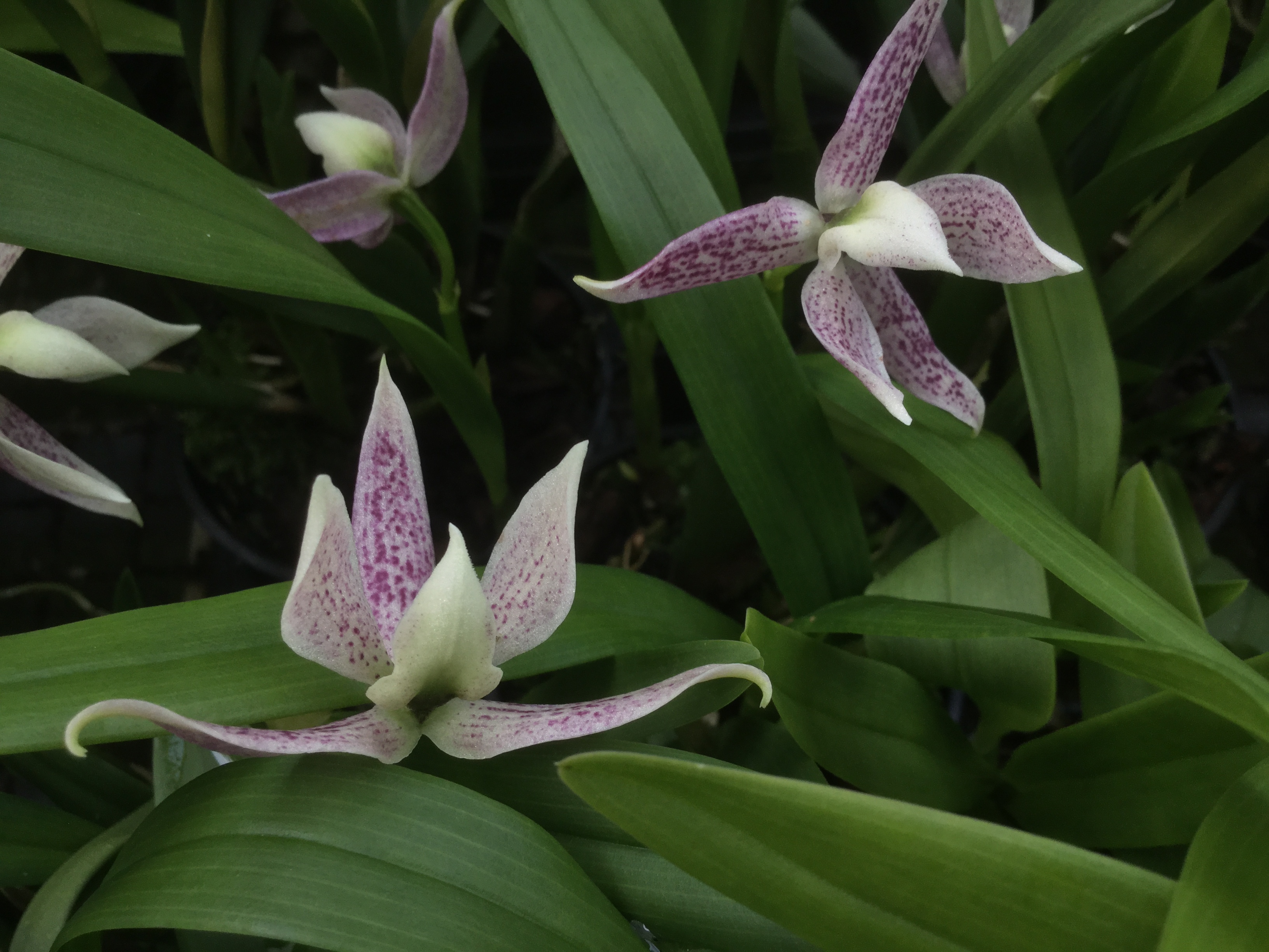 Encyclia garciana