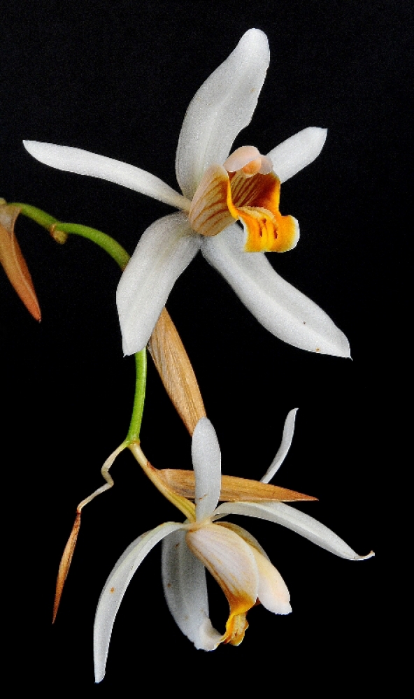 Coelogyne velutina
