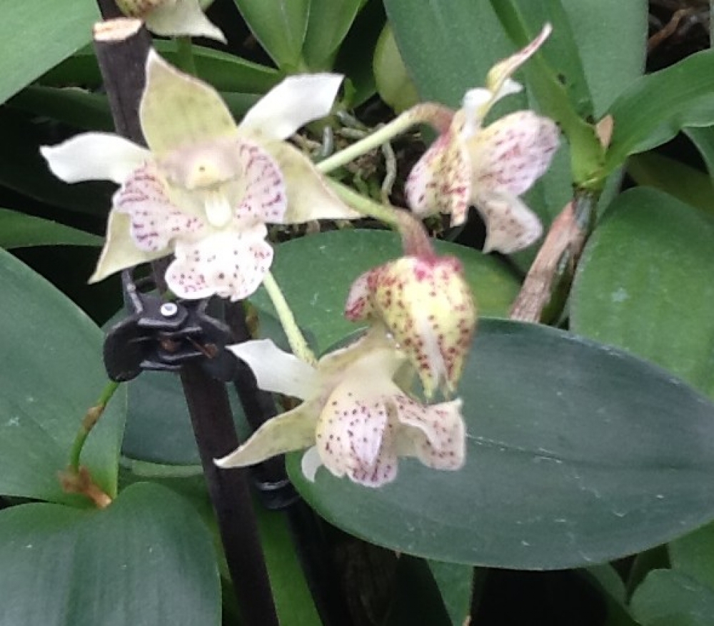 Dendrobium Lutin Blanc aberrans x polysema