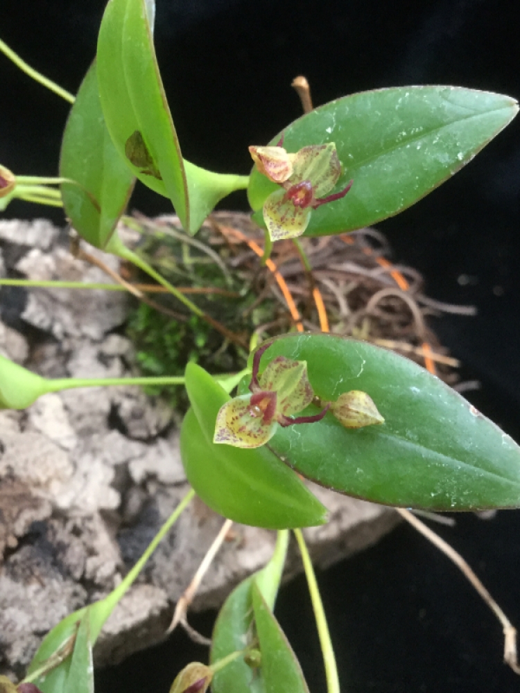 Pleurothallis sanchoi