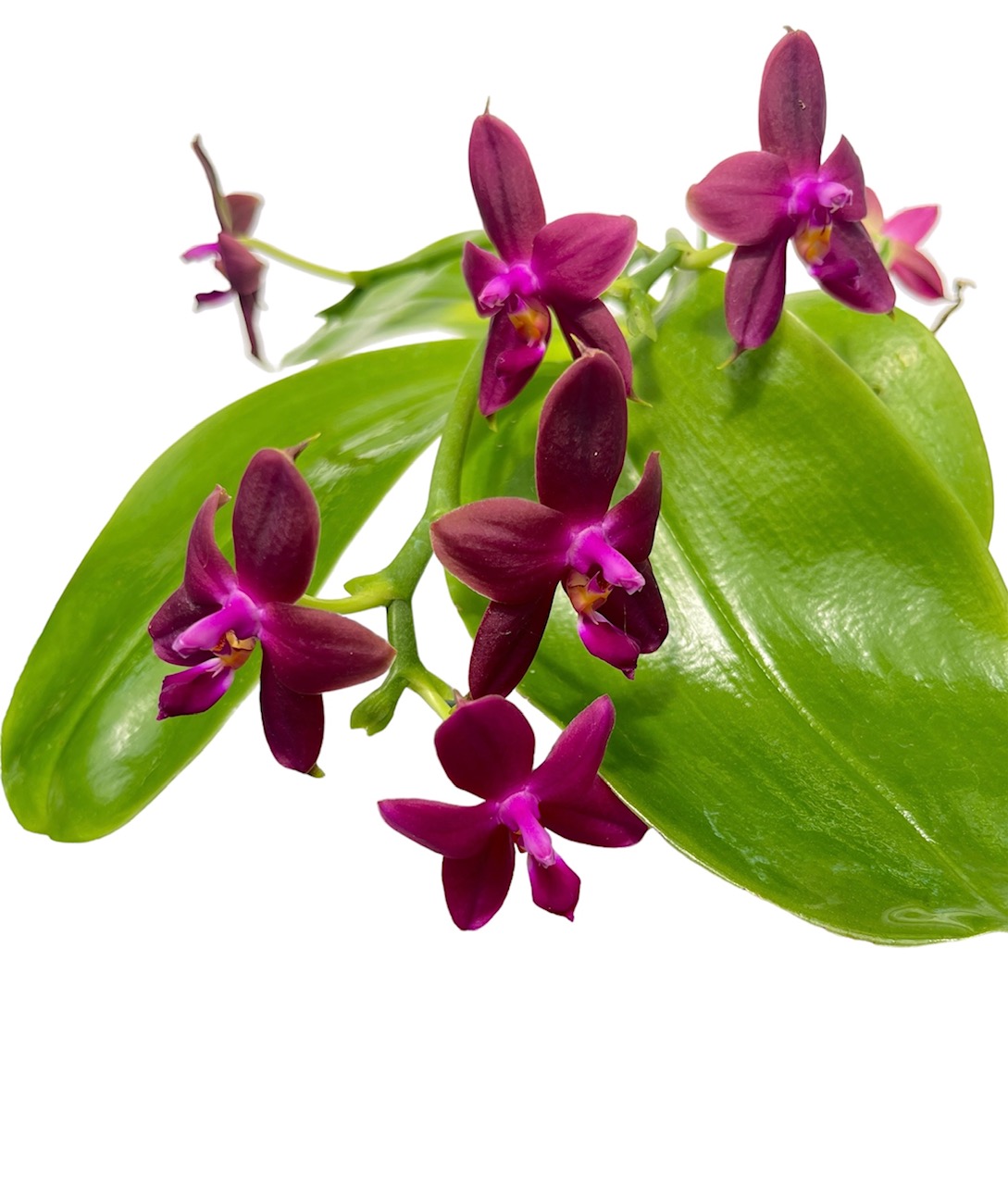 Phalaenopsis bellina x tetraspis